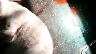 Lasirena69 (Video 2)