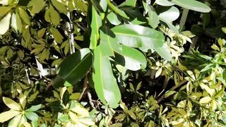 Bitchinbubba - Rocky and Shan Hit The Beach